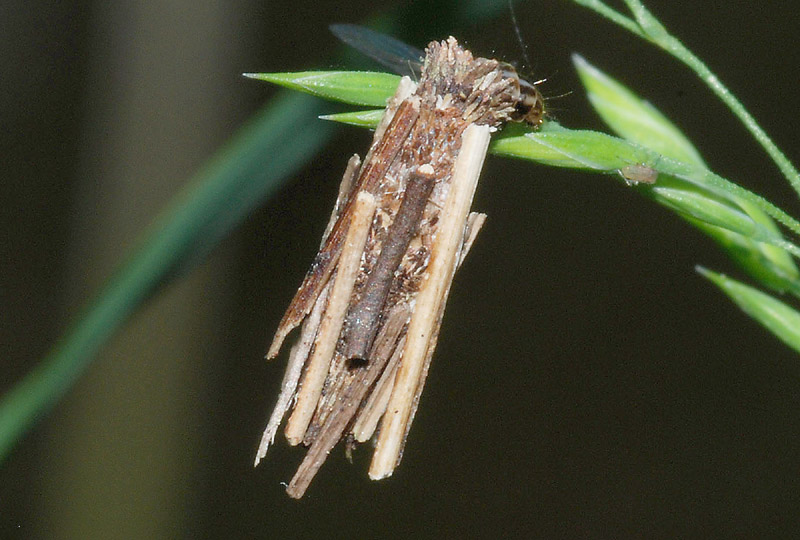 Astucci di Psychidae